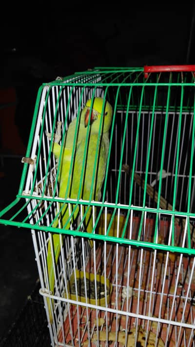 Green Parrot female taking+breder