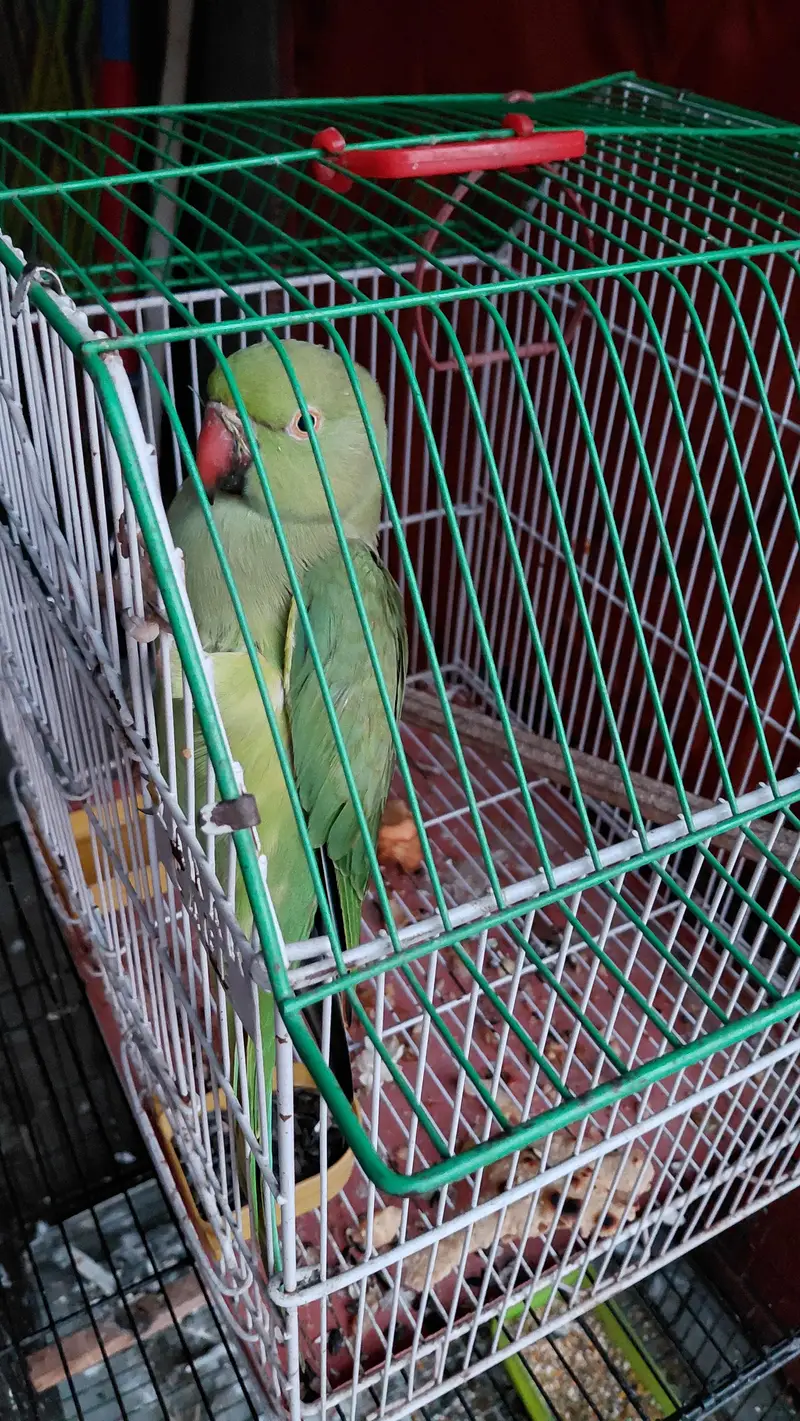 Green Parrot female taking+breder — photo 2