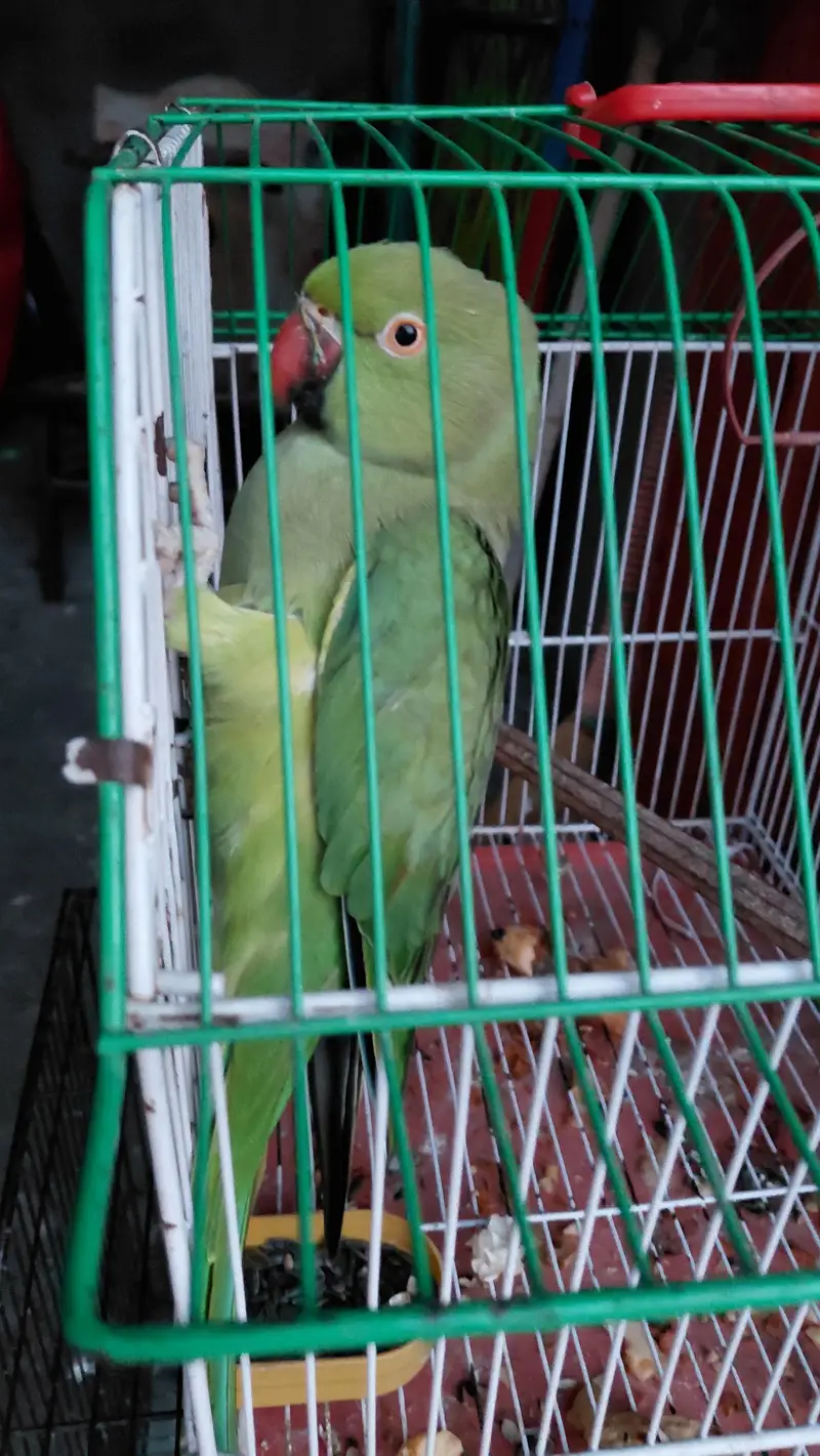Green Parrot female taking+breder — photo 3