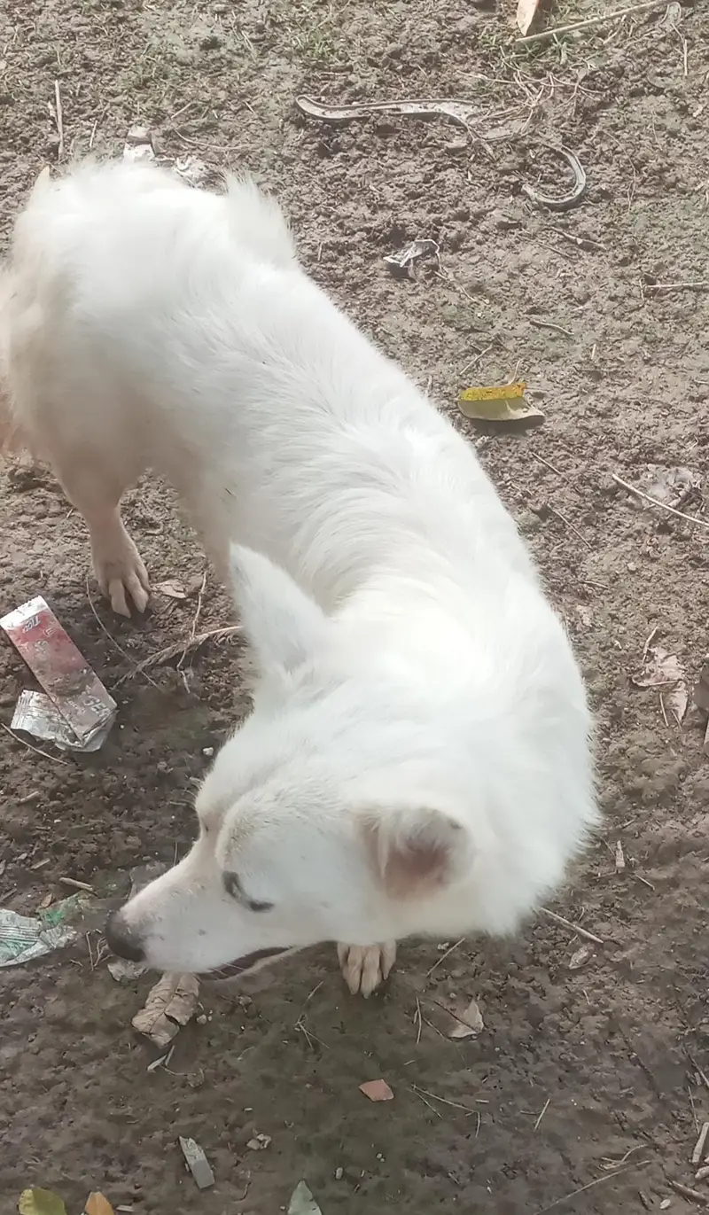 Russian dog pair for sale