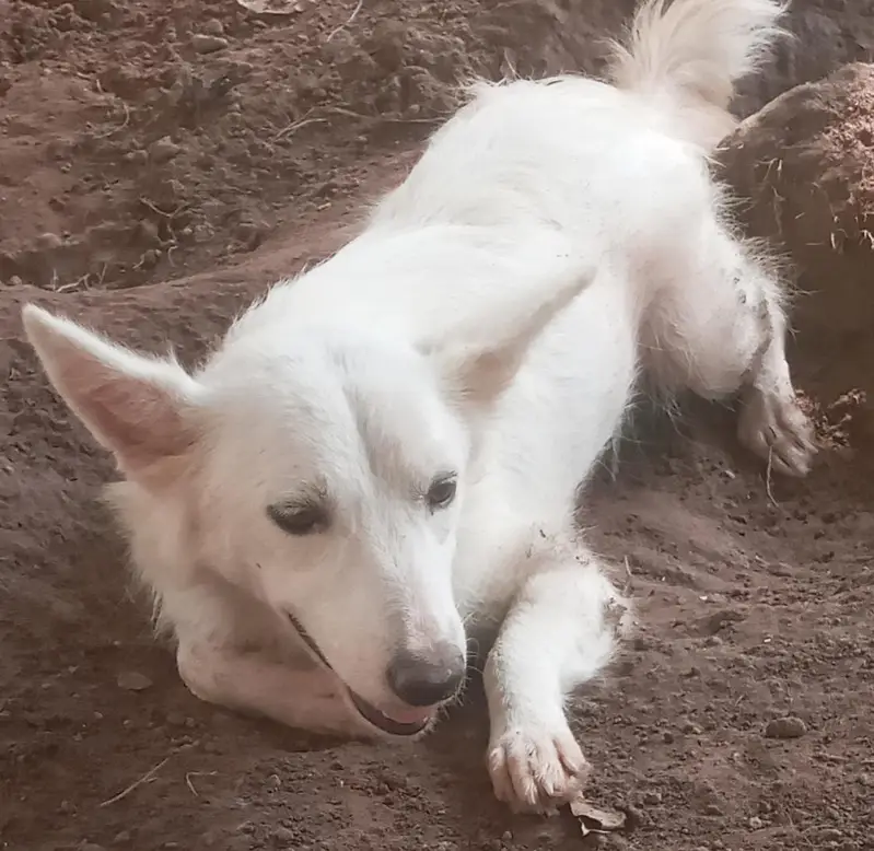 Russian dog pair for sale — photo 2