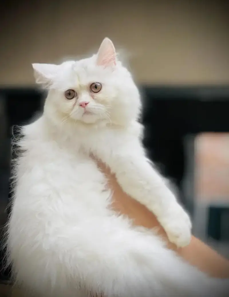12000 — photo 2