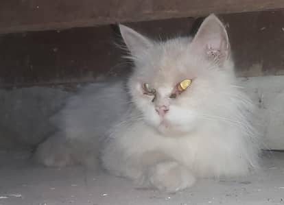 Doll face persion double coat cat