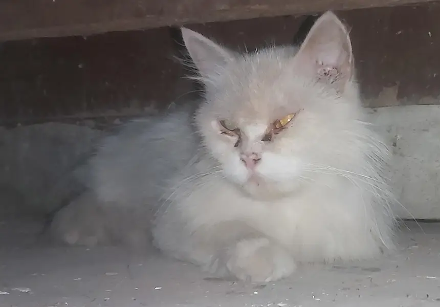 Doll face persion double coat cat — photo 2