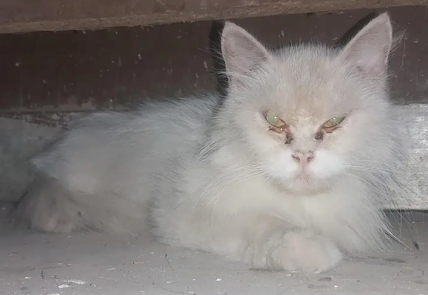 Doll face persion double coat cat — photo 3