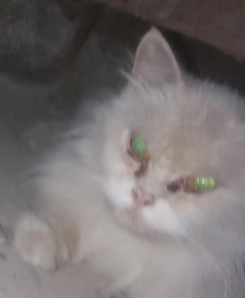 Doll face persion double coat cat — photo 4