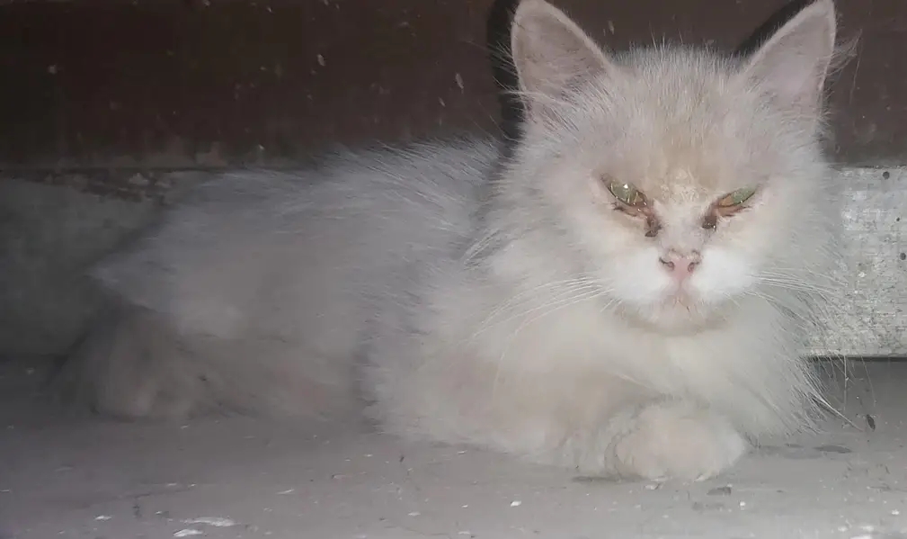 Doll face persion double coat cat — photo 5