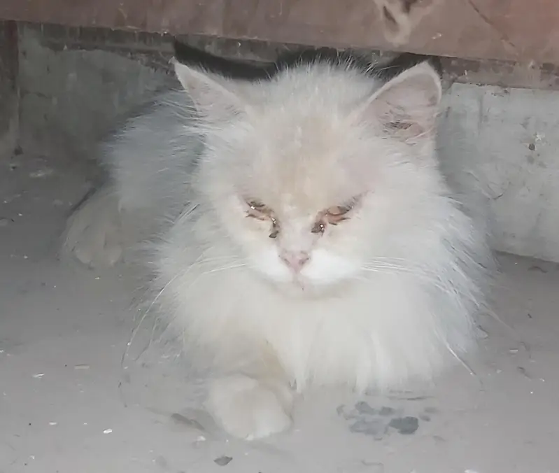 Doll face persion double coat cat — photo 6