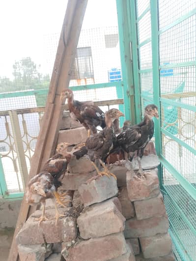 aseel chicks