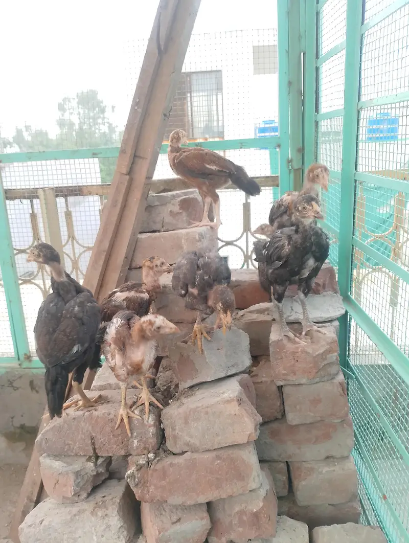 pure aseel chicks — photo 2