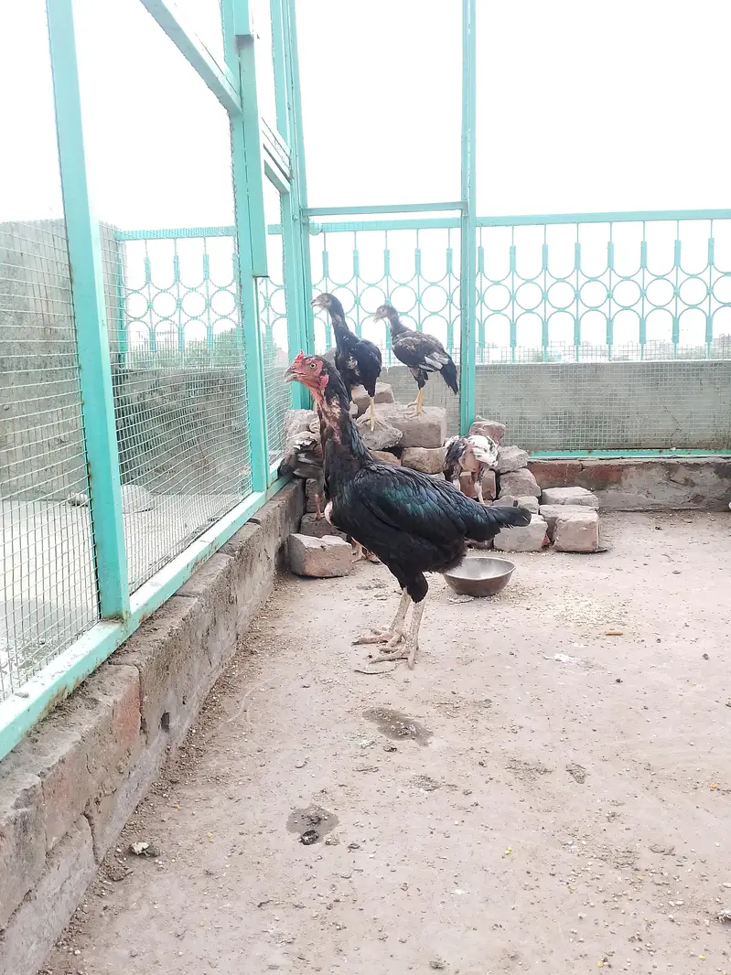 pure aseel chicks — photo 3