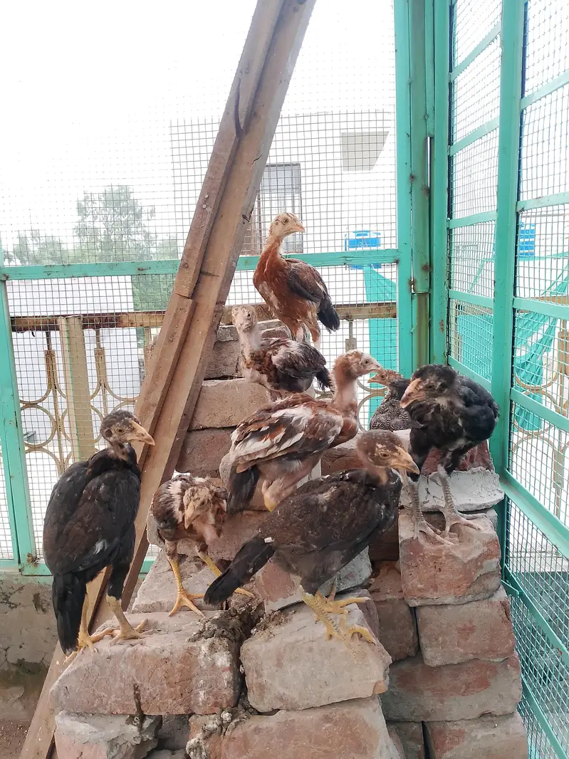 pure aseel chicks — photo 4