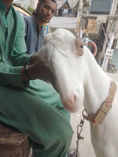 pateri goat