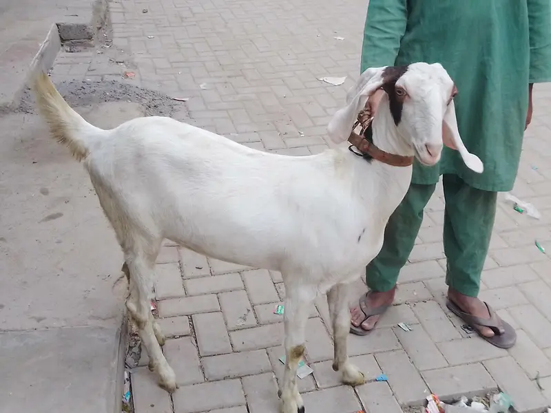 pateri goat — photo 2