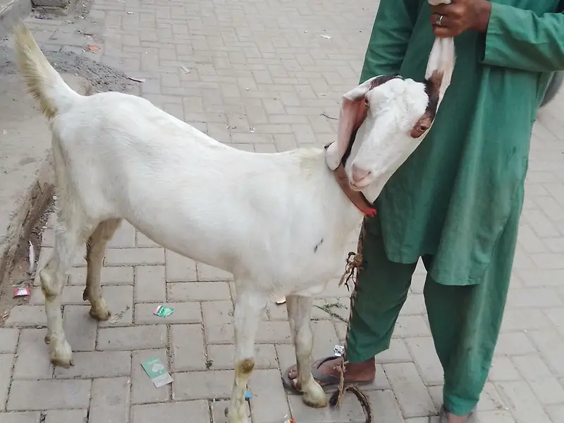 pateri goat — photo 3