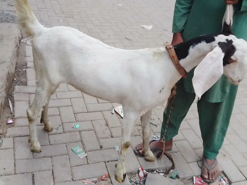 pateri goat — photo 4