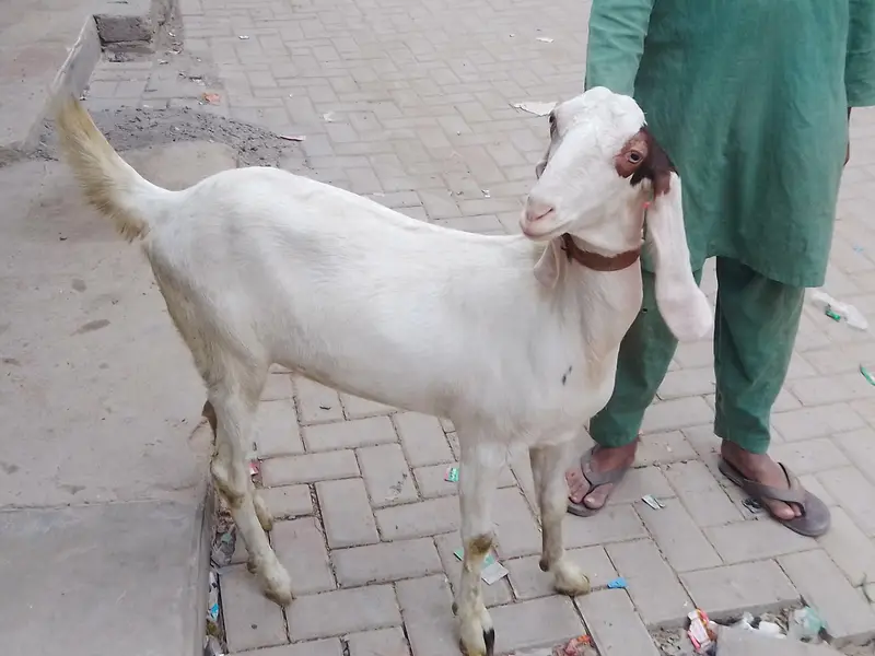 pateri goat — photo 5