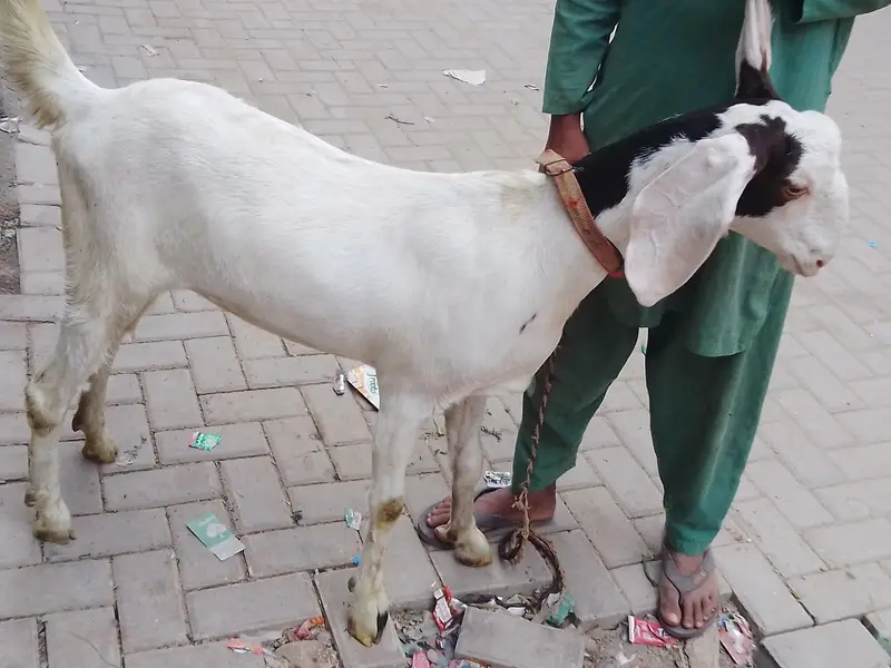 pateri goat — photo 6