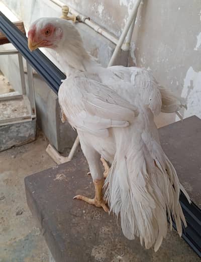 high quality pure Indian parrot beak