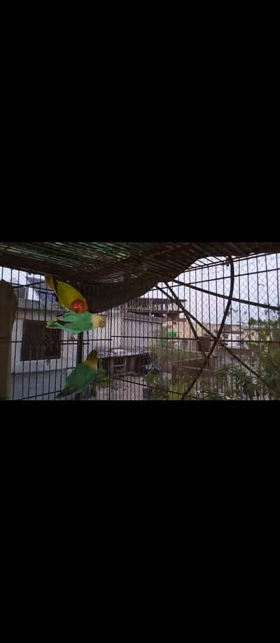 Love birds confirmed breeder pair for sale