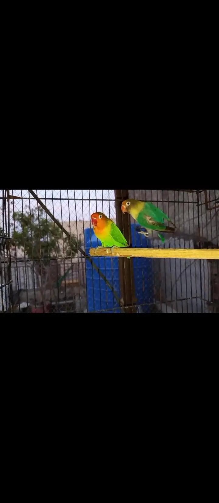 Love birds confirmed breeder pair for sale — photo 2