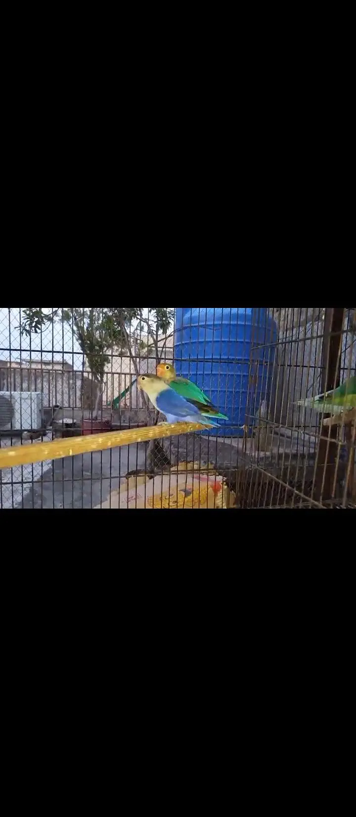 Love birds confirmed breeder pair for sale — photo 3