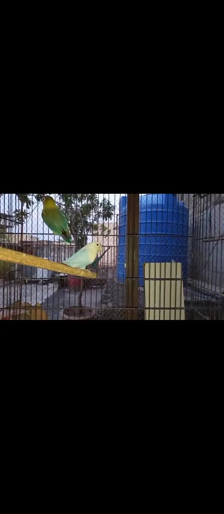 Love birds confirmed breeder pair for sale — photo 4