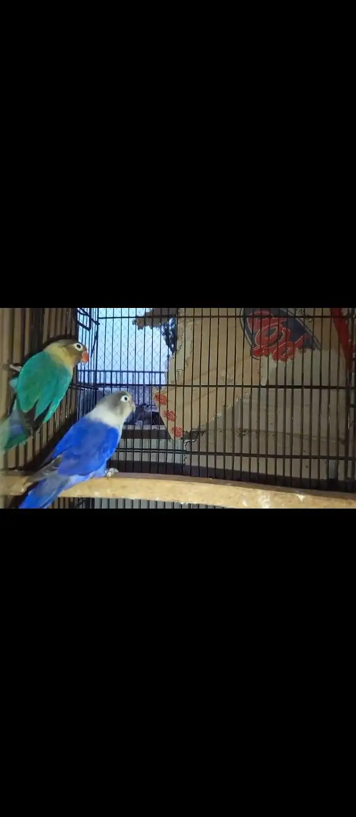 Love birds confirmed breeder pair for sale — photo 5