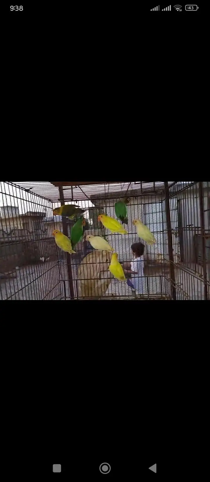 Love birds confirmed breeder pair for sale — photo 6