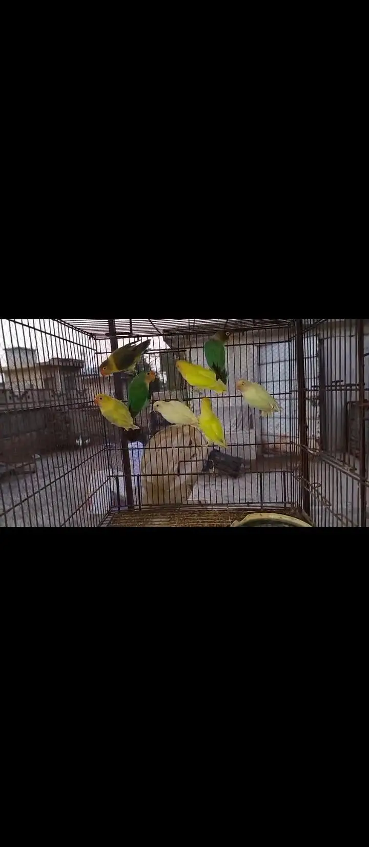 Love birds confirmed breeder pair for sale — photo 7