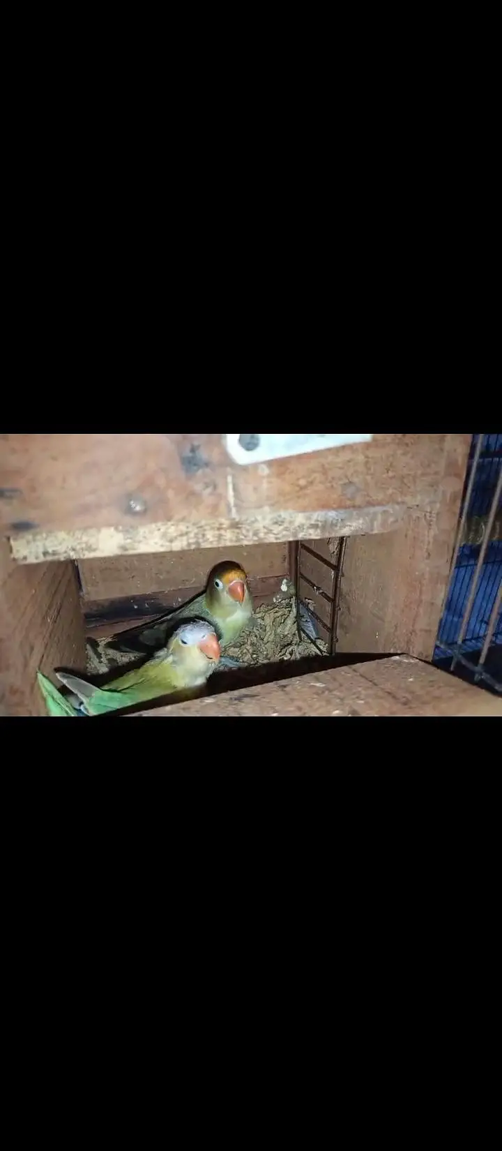 Love birds confirmed breeder pair for sale — photo 8