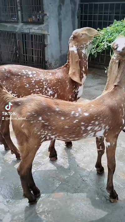 Male female pair 0300 4575 371