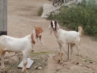 im selling my msle and femae goat babies they are very friendly.
