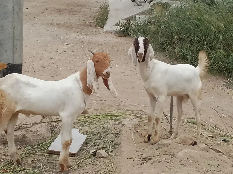 im selling my msle and femae goat babies they are very friendly. — photo 2