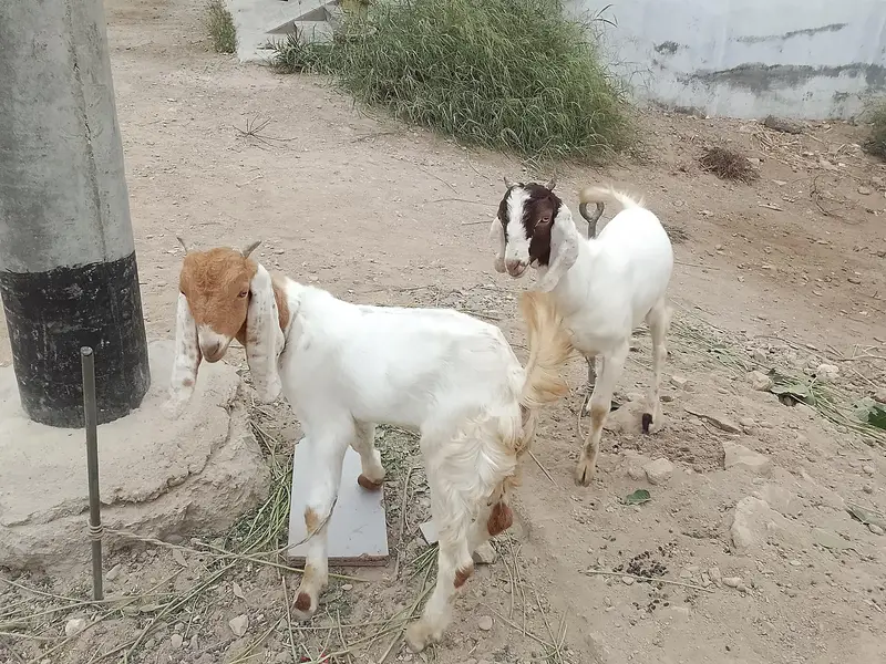 im selling my msle and femae goat babies they are very friendly. — photo 3