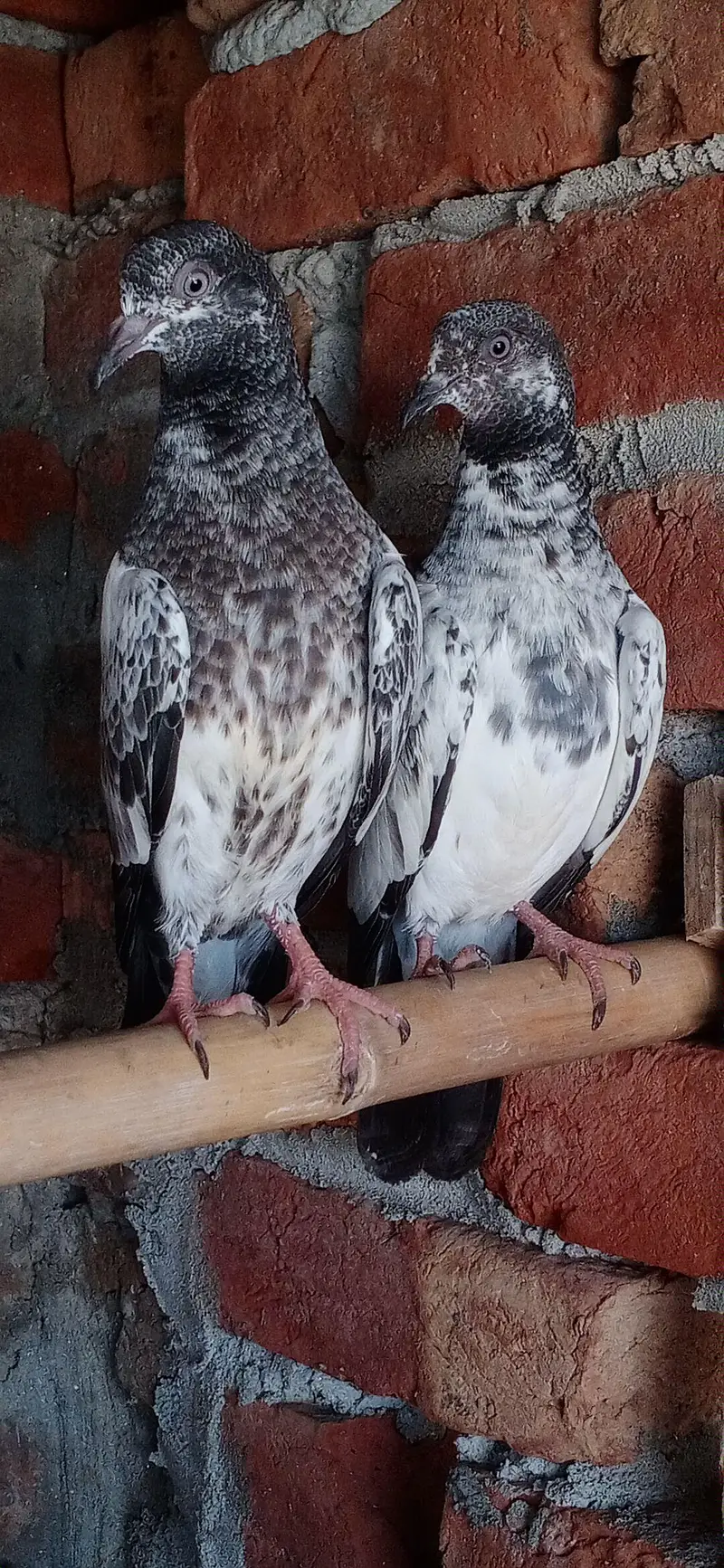 teddy pair — photo 8