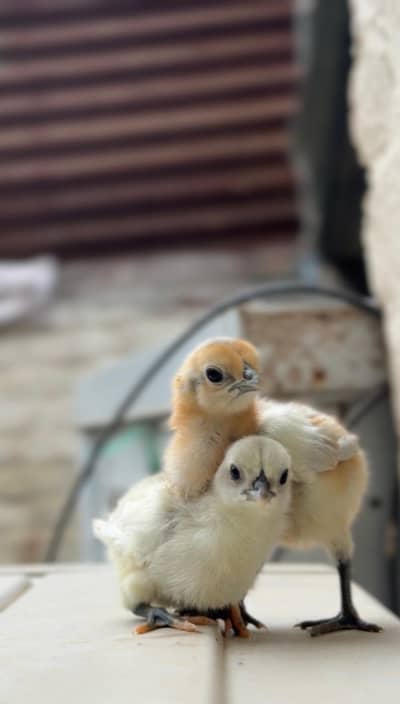 Dragon chicks available in lahore