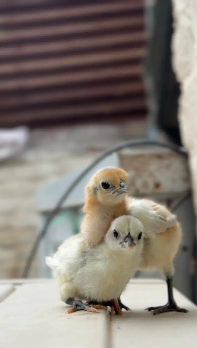 indian Dragon or white dragon chicks available in lahore — photo 2