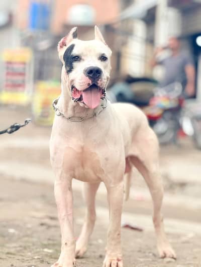 dogo Argentino cane corso alabai 03234696626