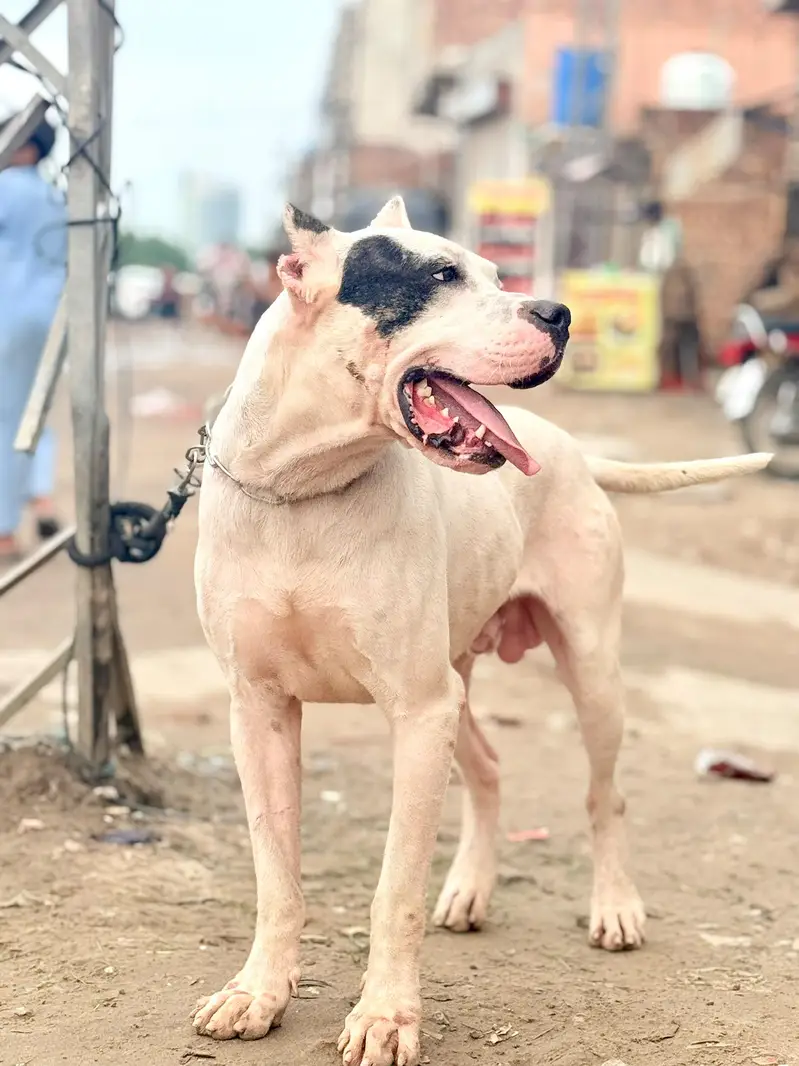 dogo Argentino cane corso alabai 03234696626 — photo 3