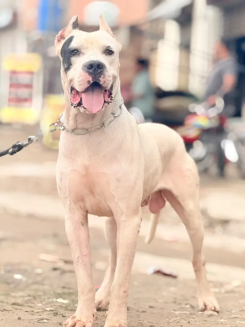 dogo Argentino cane corso alabai 03234696626 — photo 4