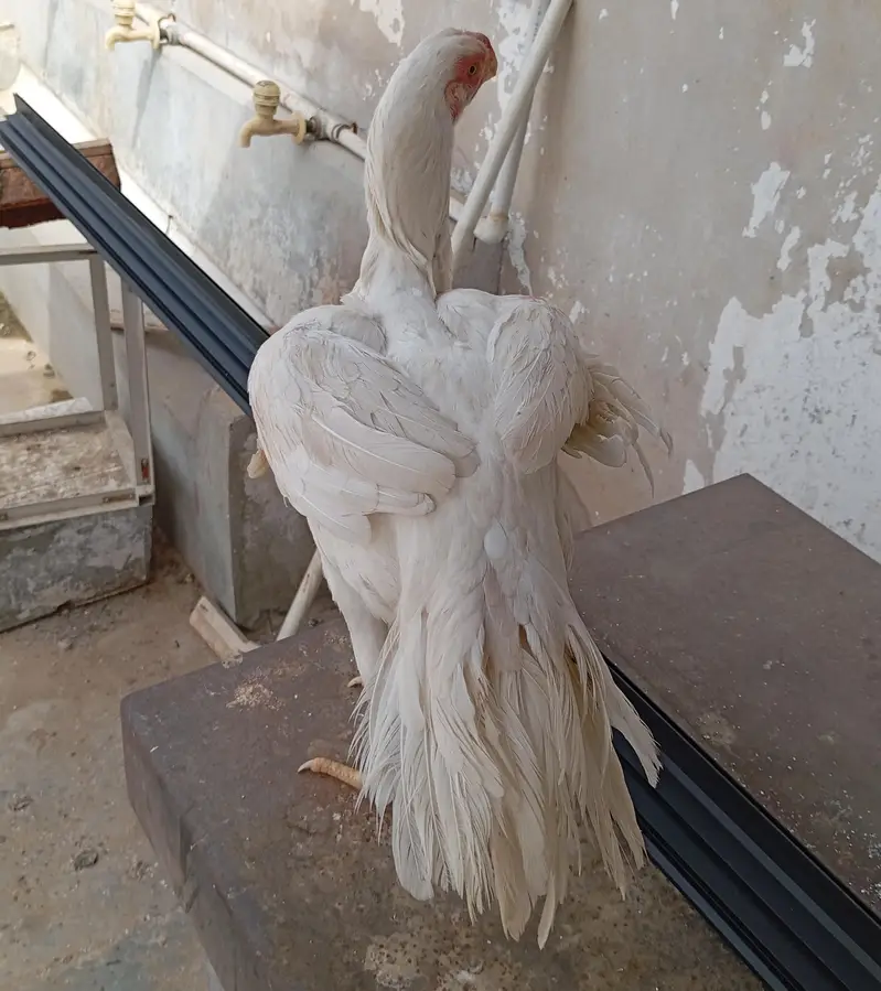 high quality pure Indian parrot beak — photo 2