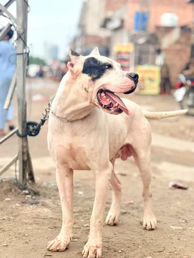 dogo Argentino cane corso alabai 03234696626