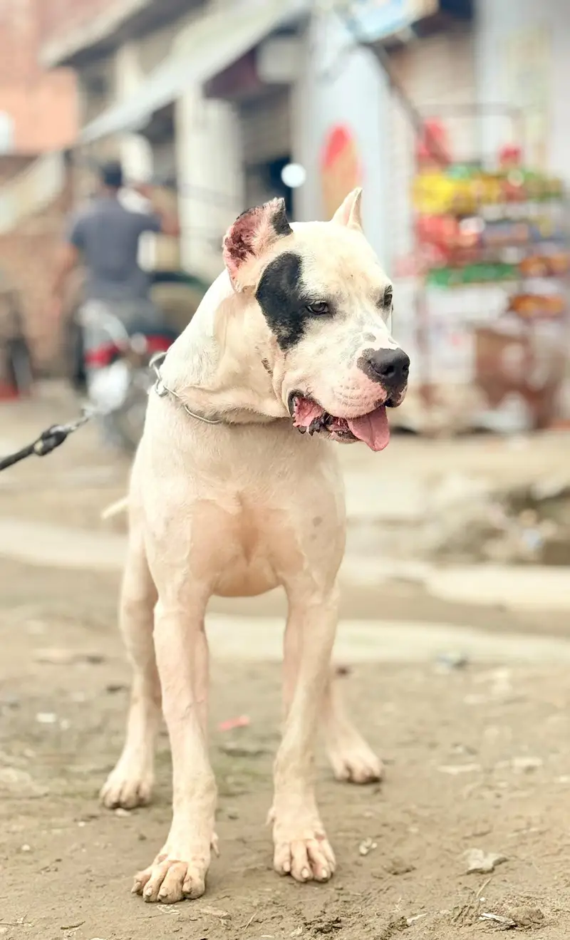 dogo Argentino cane corso alabai 03234696626 — photo 2