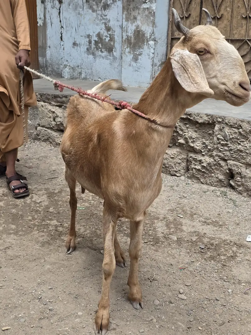 pubjab mix Singh beautiful goat 6-teeth_4 months pregnant — photo 2