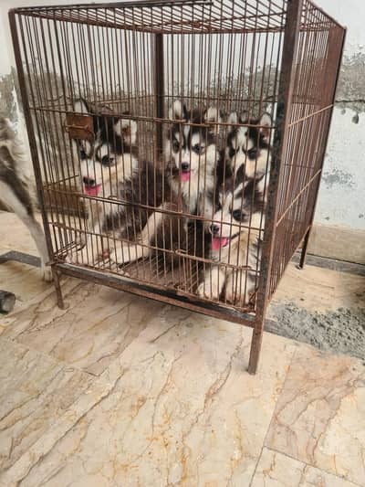 Husky puppies