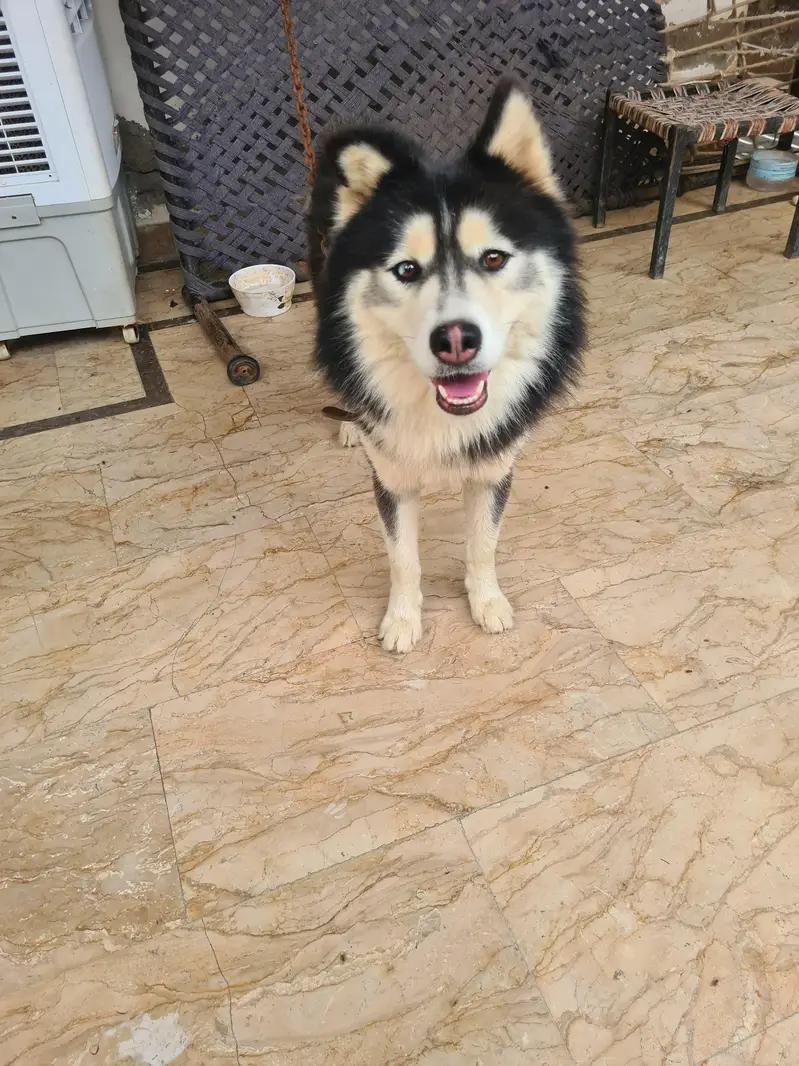 Husky puppies — photo 2