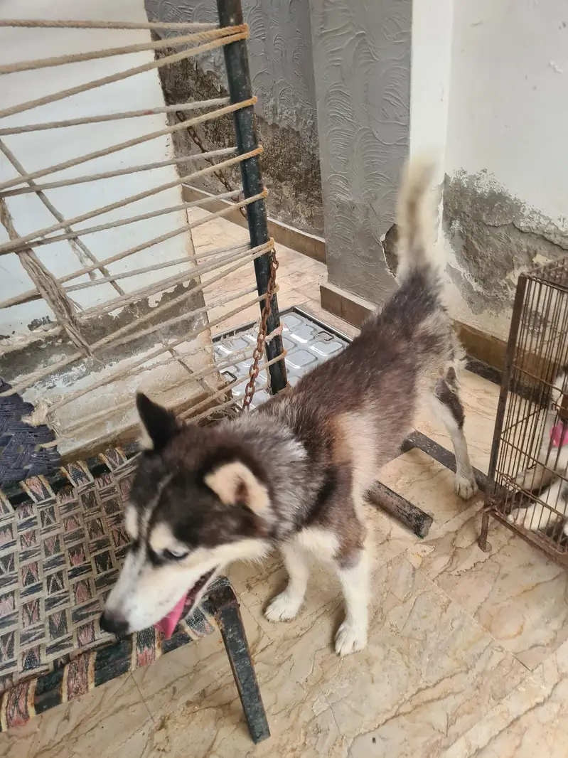 Husky puppies — photo 3