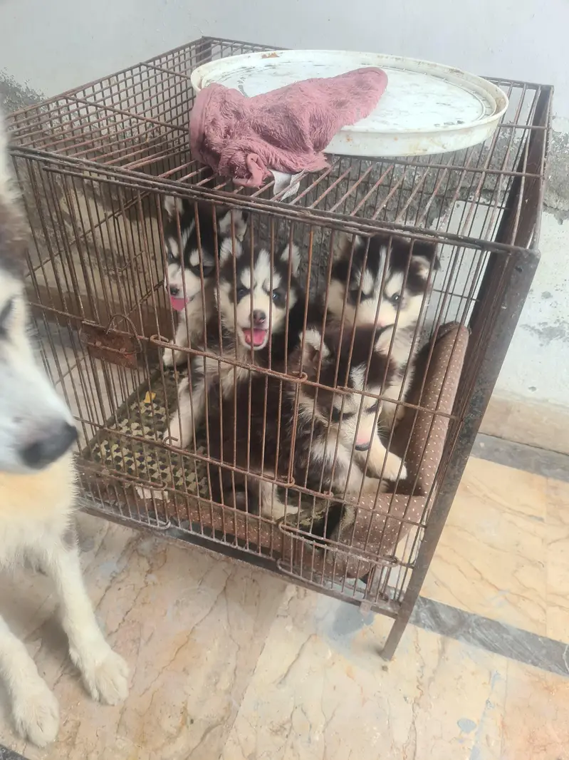 Husky puppies — photo 4