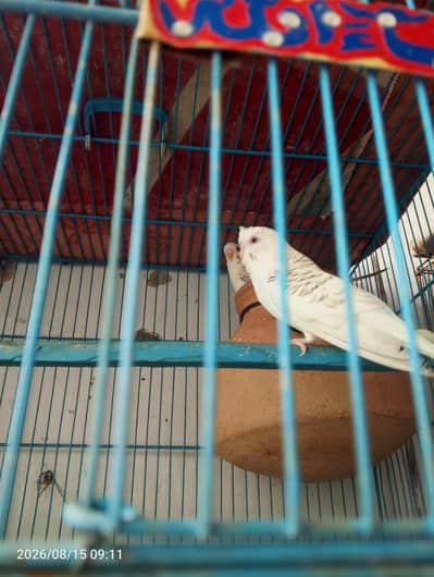 Dunfellow budgie pair for sale
